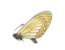 Acraeidae
