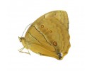 Amathusiidae