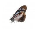 Danaidae