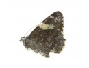 Hesperidae