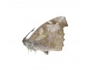 Libytheidae
