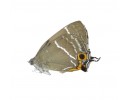Lycaenidae