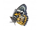 Nymphalidae