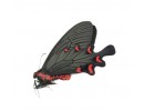 Byasa plutonius