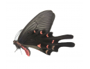 Other Byasa sp