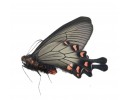 Byasa demonius