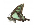 Graphium