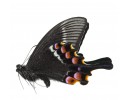 Papilionidae