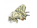 Papilio