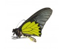 Other Papilionidae