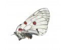 P. bremeri