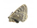 P. cephalus