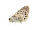 P. hunnyngtoni