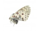 P. mercurius