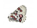 Parnassiidae