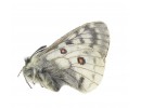 P. rueckbeili