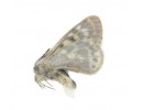 P. schultei