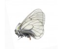 P.stubbendorfii