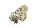 P. szechenyii
