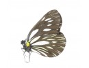 Aporia