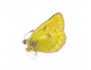 Colias