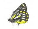 Pieridae