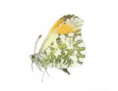 Other Genus