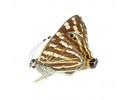 Riodinidae