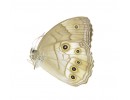 Satyridae