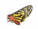 Arctiidae