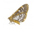 Geometridae