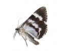 Noctuidae