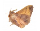 Other Moths sp 