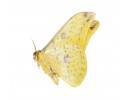 Saturniidae