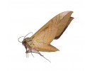 Sphingidae