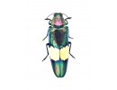 Buprestidae