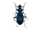 Carabidae
