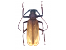 Cerambycidae