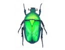 Cetoniidae