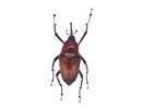 Curculionidae