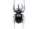 Chalcosoma