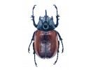 Eupatorus