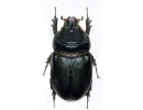 Other Dynastidae