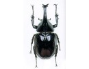 Xylotrupes