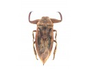 Dytiscidae