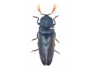 Elateridae