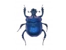 Geotrupidae