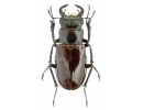 Eolucanus