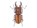 Cyclommatus
