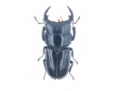 Dorcus